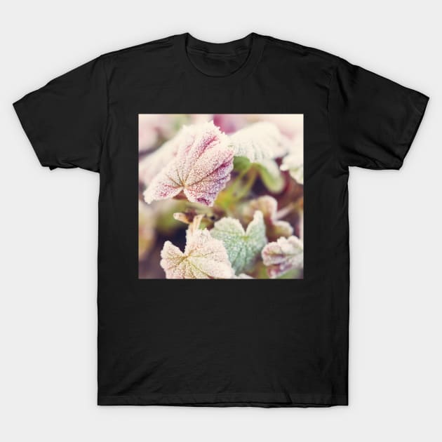 Frosted Begonia Leaves #2 T-Shirt by Debra Cox 